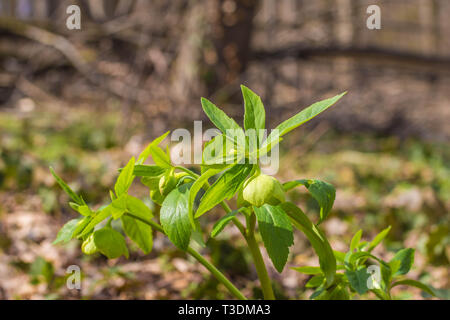 Einzige grüne Blume der Christrosen, lateinischen Namen Helleborus odorus in Kosutnjak Wald in Belgrad, Serbien Stockfoto