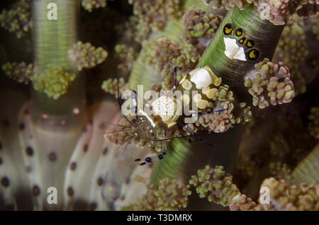 Sarasvati Anemone Garnele, Periclemenes Sarasvati, Palaemonidae, Anilao, Batangas, Philippinen, philippinische Meer, Pazifischer Ozean, Asien Stockfoto