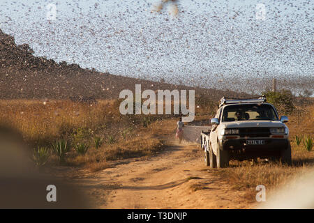 Schwarm Wanderheuschrecken, Locusta migratoria Capito, Madagaskar, Afrika Stockfoto