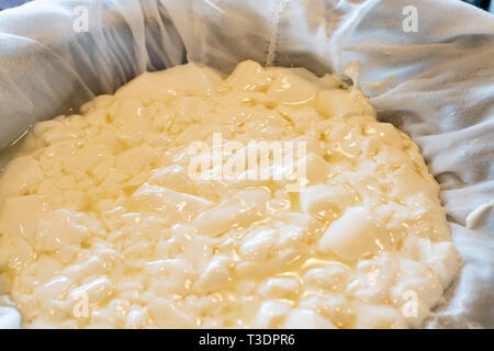 Frischer Quark aus Milch, Käse Stockfoto