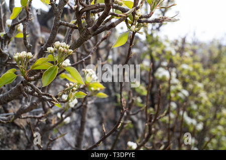 Apfel/Birne Blüte auf eine ausgebildete Frucht Bush/Baum gegen eine Wand, Spalier. River Cottage, Park Farm, Axminster, Devon, Großbritannien Stockfoto