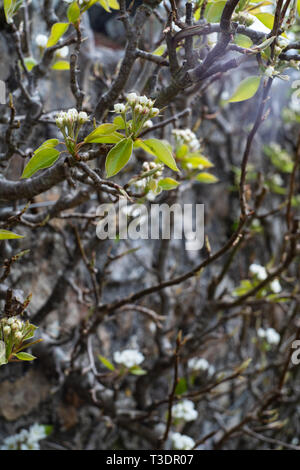 Apfel/Birne Blüte auf eine ausgebildete Frucht Bush/Baum gegen eine Wand, Spalier. River Cottage, Park Farm, Axminster, Devon, Großbritannien Stockfoto