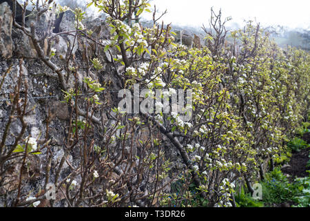 Apfel/Birne Blüte auf eine ausgebildete Frucht Bush/Baum gegen eine Wand, Spalier. River Cottage, Park Farm, Axminster, Devon, Großbritannien Stockfoto