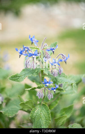 Kräuter Borretsch (Borago officinalis), Großbritannien Stockfoto