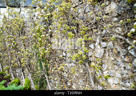 Apfel/Birne Blüte auf eine ausgebildete Frucht Bush/Baum gegen eine Wand, Spalier. River Cottage, Park Farm, Axminster, Devon, Großbritannien Stockfoto