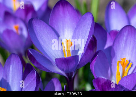 Der frühe Frühling, blühende Krokusse Familie Crocus Ruby Giant, close-up Stockfoto