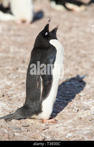 Adelie Pinguine auf Heroina Insel, in die Gefahr, Inseln, Weddellmeer, Antarktis. Bis zu 3 Millionen Vögel nisten auf den Inseln und die super Kolonie war o Stockfoto