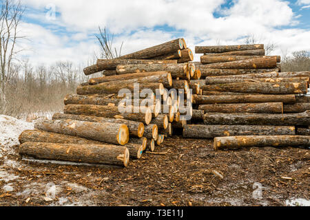 Holzplatz mit großen Haufen von frisch geschnittenem Holz Stockfoto