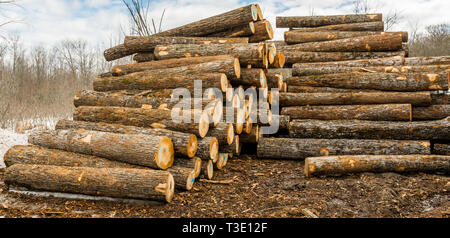 Holzplatz mit großen Haufen von frisch geschnittenem Holz Stockfoto