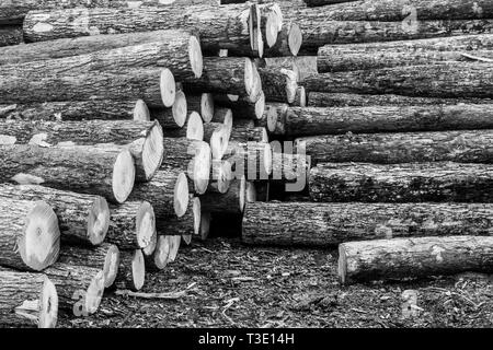 Holzplatz mit großen Haufen von frisch geschnittenem Holz Stockfoto