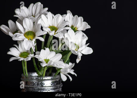 Studio shot aus einem Bündel von weißen Gänseblümchen im Glas Stockfoto