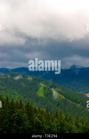 Schöne Carpathian Forest nach dem Regen Stockfoto