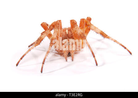 Weibliche Spinne Kreuzritter (Araneus Diadematus) isoliert auf weiss. Close-up Stockfoto