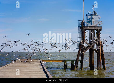 Lachend Möwen versammeln sich auf einen Wharf zum Schutz vor dem Wind, 26. Januar 2017, in Dauphin Island, Alabama. Stockfoto