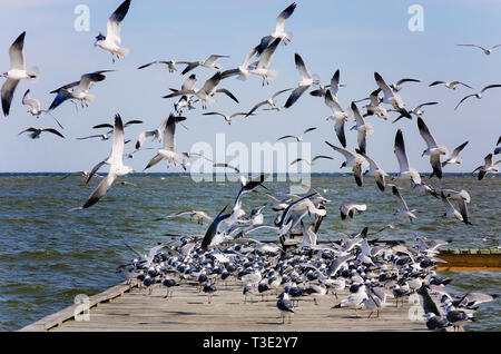 Lachend Möwen versammeln sich auf einen Wharf zum Schutz vor dem Wind, 26. Januar 2017, in Dauphin Island, Alabama. Stockfoto