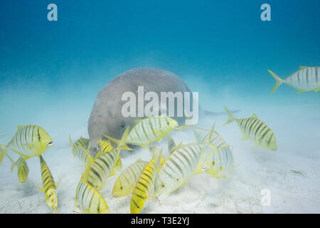 Dugong oder Seekuh, Dugong dugon, kritisch gefährdeten Arten, Fütterung im Seegras Bett mit jugendlicher golden Makrelen, Calauit, Palawan, Philippinen Stockfoto