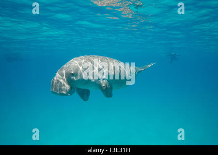 Männliche dugong oder Seekuh, Dugong dugon, kritisch gefährdeten Arten, Schnorchler im Hintergrund, Calauit Island, calamian Inseln, Palawan, Philippinen Stockfoto