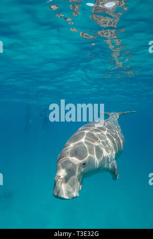 Männliche dugong oder Seekuh, Dugong dugon, kritisch gefährdeten Arten, Schnorchler im Hintergrund, Calauit Island, calamian Inseln, Palawan, Philippinen Stockfoto