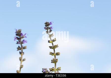 Schöne blaue Blume, mit dem Himmel im Hintergrund Ajuga reptans Stockfoto