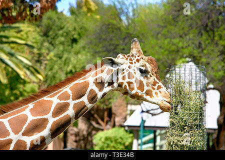 Giraffe an der Reid Park Zoo in Tucson AZ Stockfoto