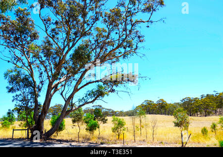 Iconic australischen Landschaft mit großen Eukalyptus gumtree im Barossa Valley South Australia. Stockfoto