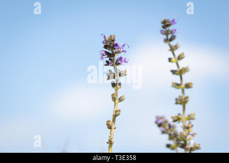Schöne blaue Blume, mit dem Himmel im Hintergrund Ajuga reptans Stockfoto