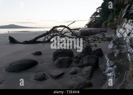 Auckland, Neuseeland. Treibholz an der North Shore Beach Stockfoto