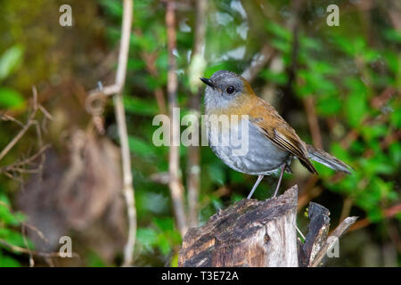 Schwarz-billed Nightingale-Thrush Catharus gracilirostris Cerro de La Muerte, Costa Rica, 21. März 2019 Nach Turdidae Stockfoto