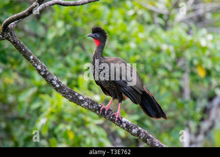 Crested Guan Penelope purpurascens Arenal Nationalpark, Provinz Alajuela, Costa Rica, 15. März 2019 nach Cracidae Stockfoto