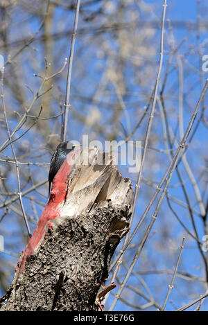 Gemeinsame Star (Sturnus vulgaris) sitzen auf einem Baum im Frühling Stockfoto