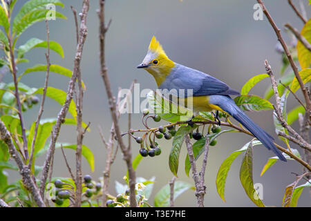 Long-tailed seidig-schopftyrann Ptiliogonys caudatus Paraiso Quetzal, Cerro de La Muerte, Costa Rica, 23. März 2019 nach Ptiliogonatidae Stockfoto