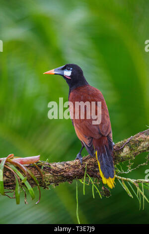 Montezuma Oropendola Psarocolius montezuma Pityal, Provinz Alajuela, Costa Rica, 17. März 2019 Nach Icteridae Stockfoto