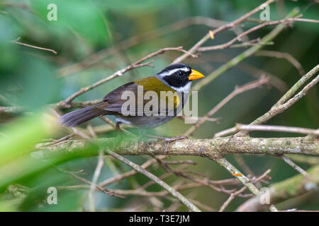 Orange-billed Sparrow Arremon aurantiirostris Sarapiqui, Provinz Alajuela, Costa Rica, 18. März 2019 nach Passerellidae Stockfoto