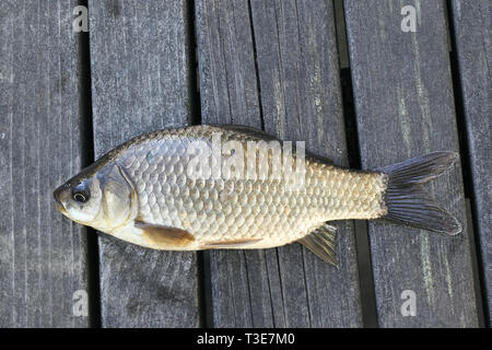 Preußische Karpfen, Silber preußischen Karpfen oder Giebel, Carassius gibelio, eine schädliche invasive Arten Stockfoto