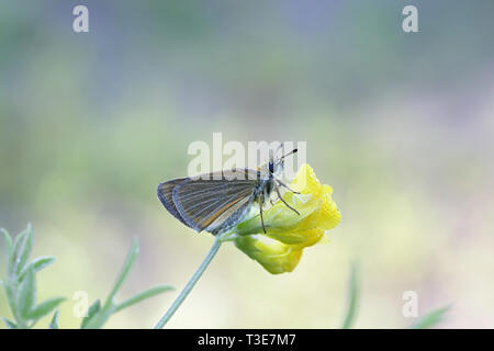 Das Essex Skipper, Thymelicus lineola, auch als Europäische skipper bekannt Stockfoto