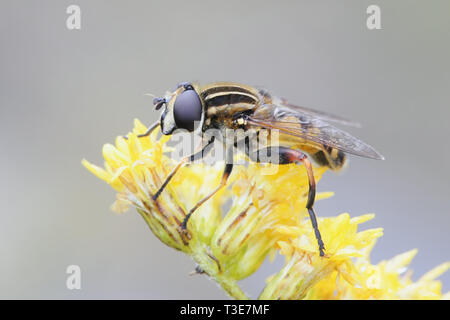 Marsh tiger Hoverfly, Helophilus hybridus, ruht auf goldrute Stockfoto