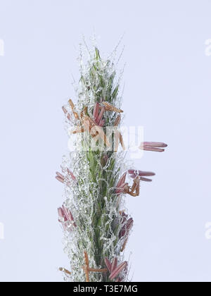 Blühende Wiese foxtail, Alopecurus pratensis Stockfoto