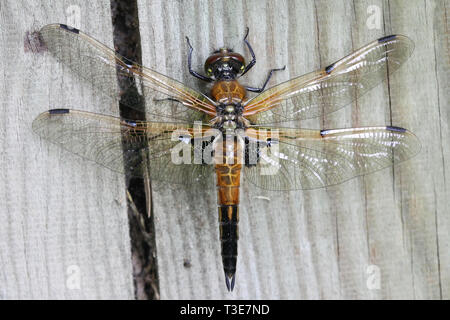 Gerade geschlüpft 4-Chaser Libellula quadrimaculata gesichtet, auch als die vier - Skimmer beschmutzt, seine Flügel trocknen vor dem ersten Flug bekannt Stockfoto