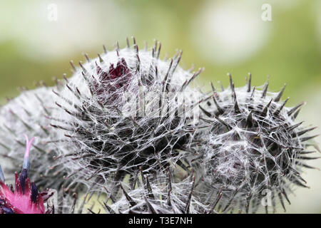 Blumen von Arctium tomentosum, allgemein als das wollige Klette oder downy Klette bekannt Stockfoto