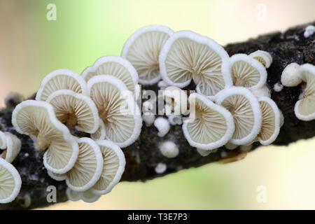 Oysterling Pilz, Crepidotus sp, Wild Mushroom aus Finnland Stockfoto