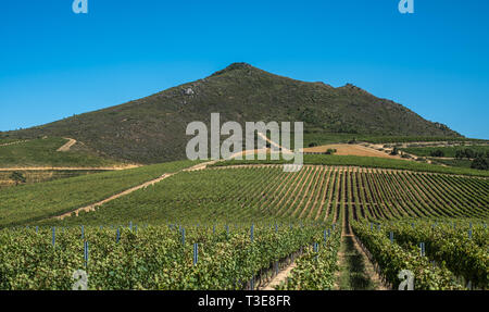 Die schöne Landschaft der Cape Winelands, Weinbaugebiet in Südafrika Stockfoto
