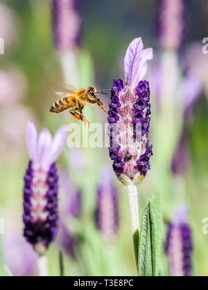 Die europäische Honigbiene (Apis mellifera) fliegen in Richtung Französischer Lavendel Blume. Auch als die Westliche Honigbiene bekannt. Stockfoto