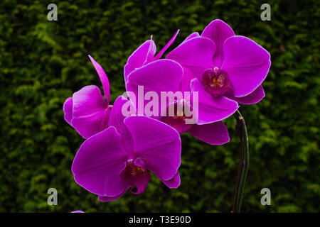 Lila Orchidee in voller Blüte in Surrey, British Columbia, Kanada Stockfoto