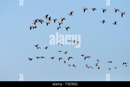 Herde Mehr mit weißer Fassade, die Gänse im Flug Stockfoto