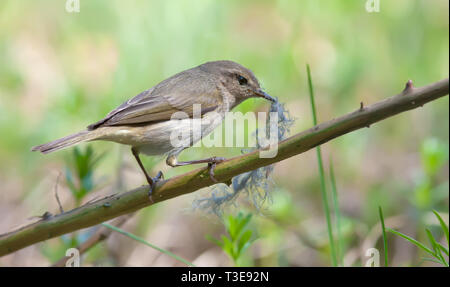 Gemeinsame Chiffchaff mit Nistmaterial im Schnabel gehockt Stockfoto