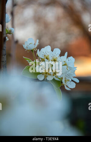 Frucht der Birne Stockfoto