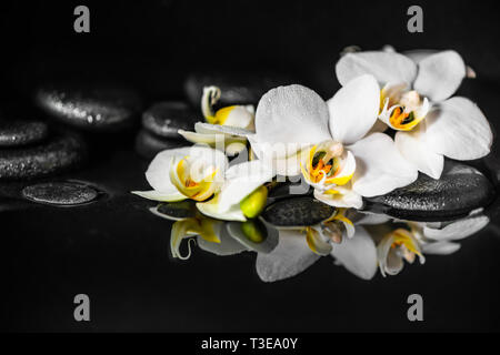 Spa-Konzept von weißen Orchideen (PHALAENOPSIS) und Schwarz zen Steine mit Tropfen auf dem Wasser mit Reflektion Stockfoto