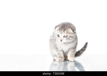 Langohrige kleine graue Schottischen Lop Falten (Katze) auf weißem Hintergrund Stockfoto