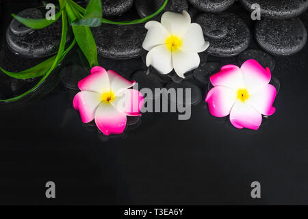 Spa Zusammensetzung der plumeria Blumen und grüne Blätter auf Schwarz zen Steine im Wasser Stockfoto