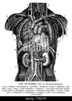 Mensch: Brust- und Bauchhöhle, anonym 1886 Stockfoto